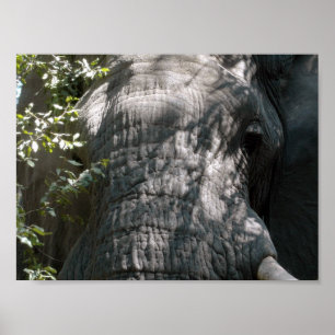 Poster Le visage de l'éléphant