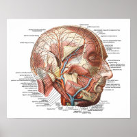 Le visage et la tête humains