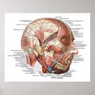 Poster Le visage humain et la tête