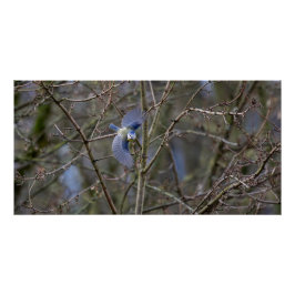 Poster Le vol de la mésange bleue 