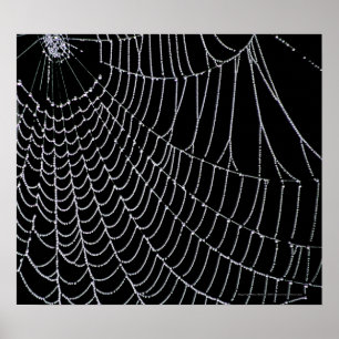 Poster Le Web de Spider   Imprimer