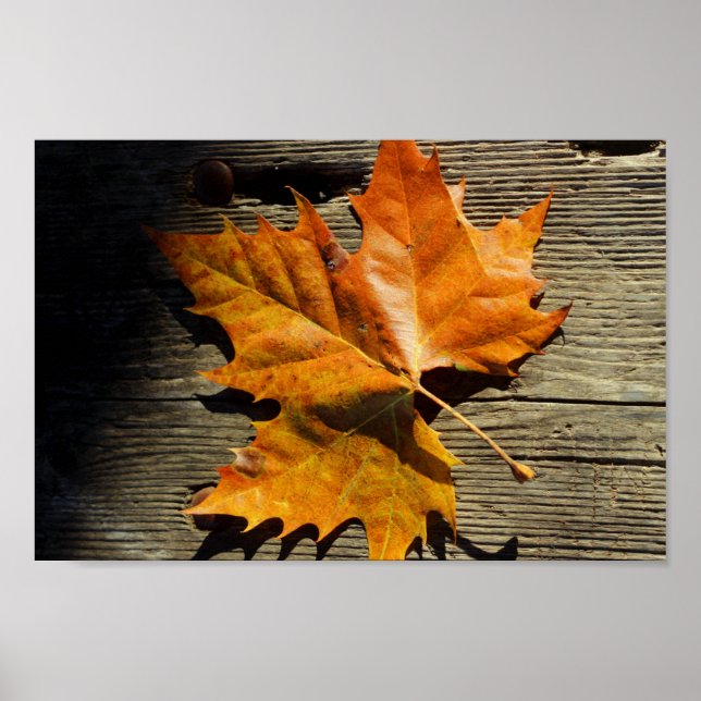 Poster Leaf automne (Devant)
