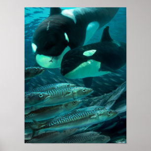 Poster Learning to hunt macman