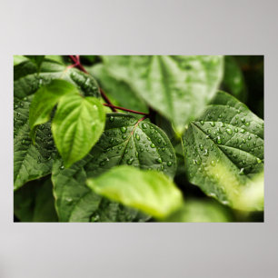 Poster Leaves