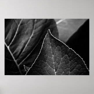 Poster leaves