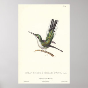 Poster Leçon de Rene Primevere - colibri de reproduction
