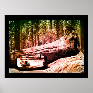 Poster Lecteur Sequoia Park Vintage