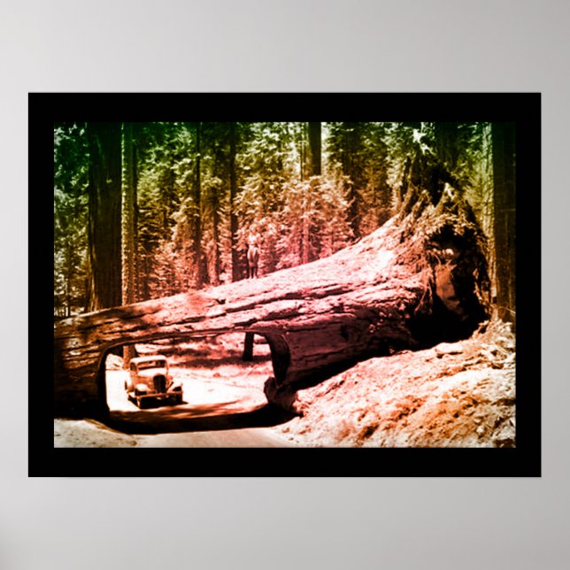 Poster Lecteur vintage Sequoia Park (Devant)