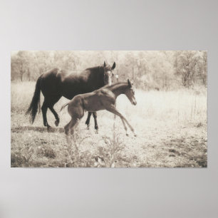 Poster Lecteurs directs