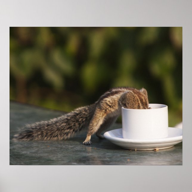Poster L'écureuil boit dans une tasse à café à l'Indien (Devant)