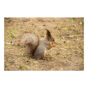 Poster L'écureuil mignon mange une photo de noix