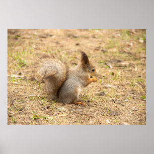 Poster L'écureuil mignon mange une photo de noix