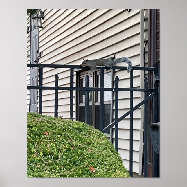 Poster L'écureuil sur la clôture (Devant)