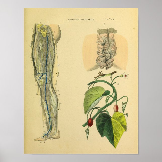 Poster Leg Lymphatics Veines Anatomie Vinatge Art Imprime (Devant)