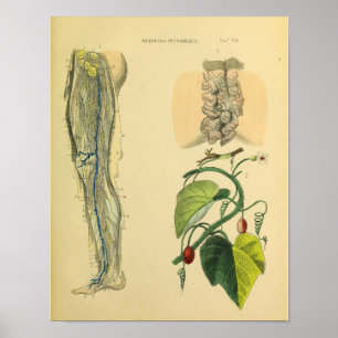 Poster Leg Lymphatics Veins Anatomy Vinatge Art Print
