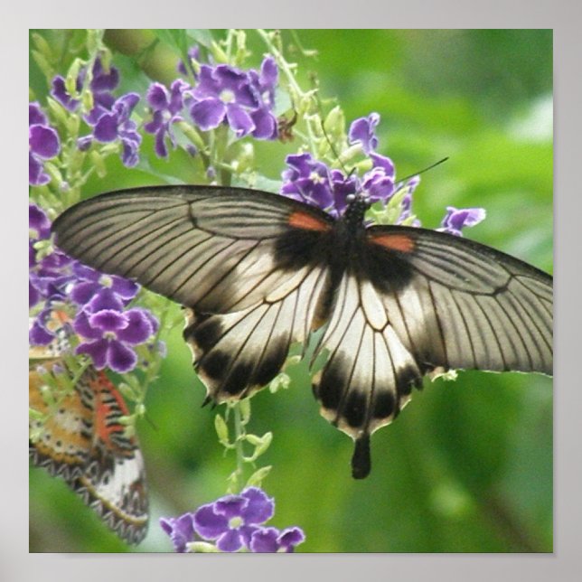 Poster Légende des papillons (Devant)
