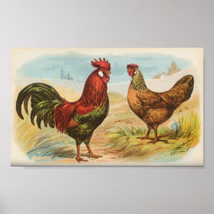 Poster Leghorns