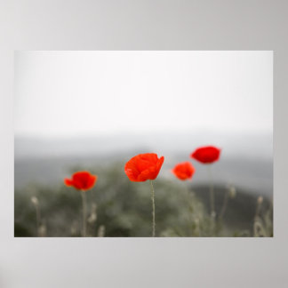 Poster/Leinwand-Druck von roten Mohnchen Poster