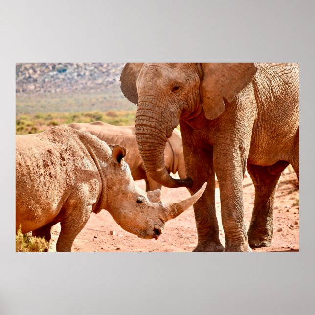POSTER L'ÉLÉPHANT ET LE RHINO NE S'AIMENT PAS LES UNS LES (Devant)