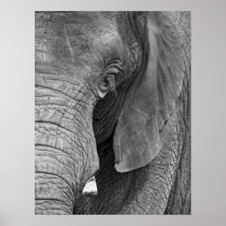 Poster L'Elephant Print - Grand