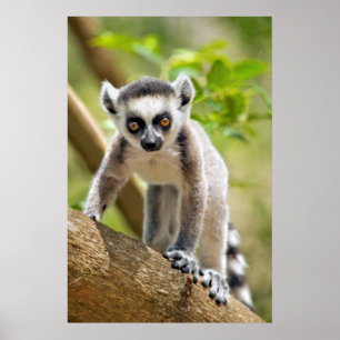 Poster Lemur de bébé