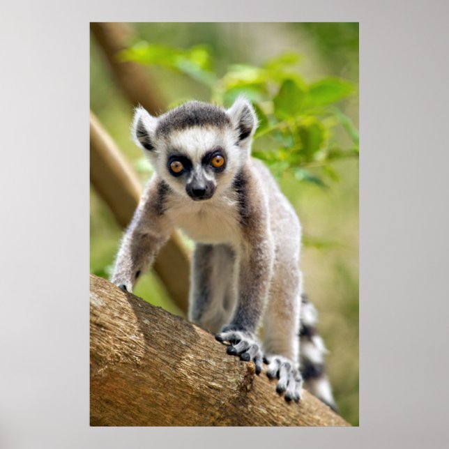 Poster Lemur de bébé (Devant)