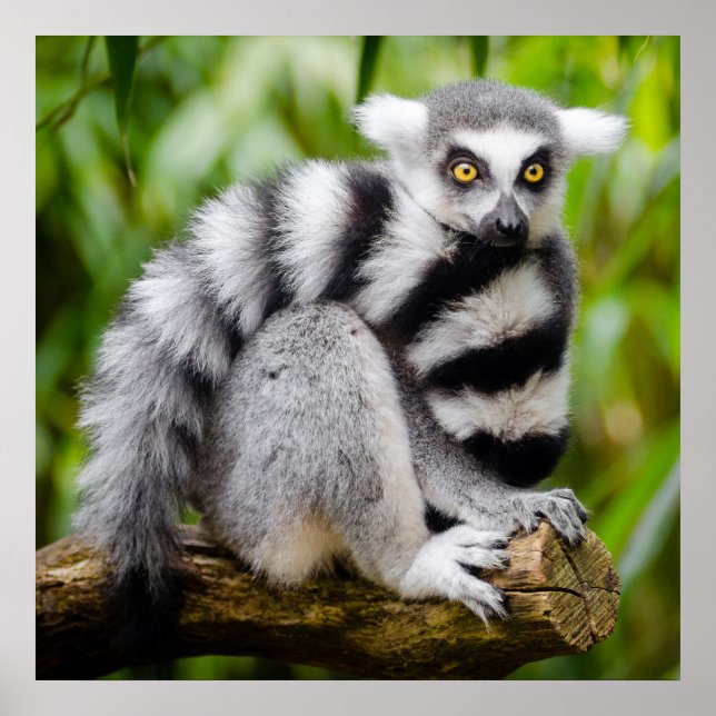 Poster Lémur en voie de disparition (Devant)