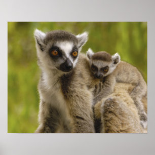 Poster Lémuriens à queue annelée (Lemur catta) Mère et bé