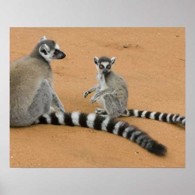Poster Lémurs à queue annelée, (Lemur catta), Berenty (Devant)