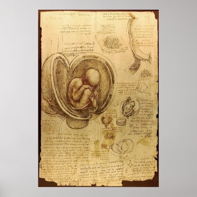 Poster Leonardo Da Vinci - Étude de l'anatomie (Devant)