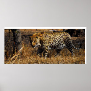 Poster Leopard
