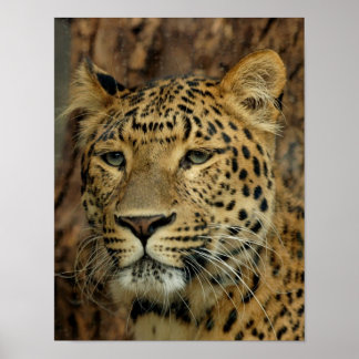 Poster Leopard