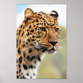 Poster Leopard