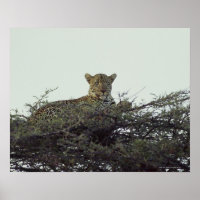 léopard africain