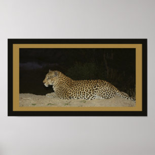 Poster Leopard allongé sur le banc de sable