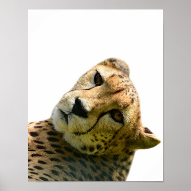 Poster Leopard cheetah sauvage jungle photo d'animal (Devant)
