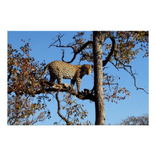 Poster Leopard dans un arbre en Afrique