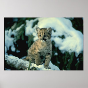 Poster Léopard de neige CUB