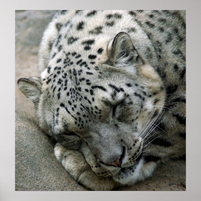 Poster Leopard de neige - Sweet Dreams (Devant)