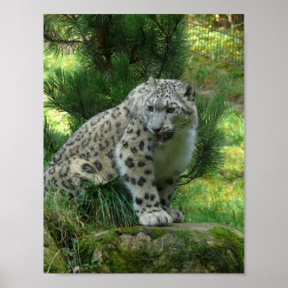 Poster Léopard des neiges