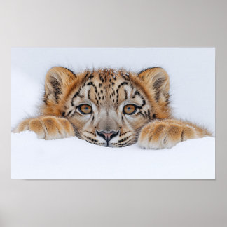 Poster Léopard des neiges Animal sauvage Environnement na