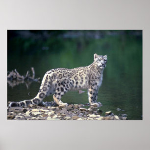 Poster Léopard des neiges au bord de la rivière