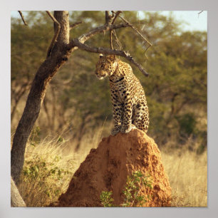 Poster Léopard en Namibie, Afrique