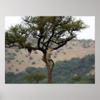 Leopard in Tree - Safari Wildlife Fine Art Imprime