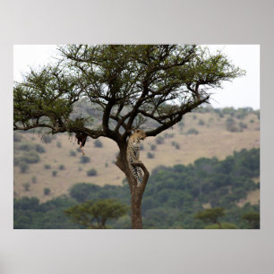 Poster Leopard in Tree - Safari Wildlife Fine Art Imprime