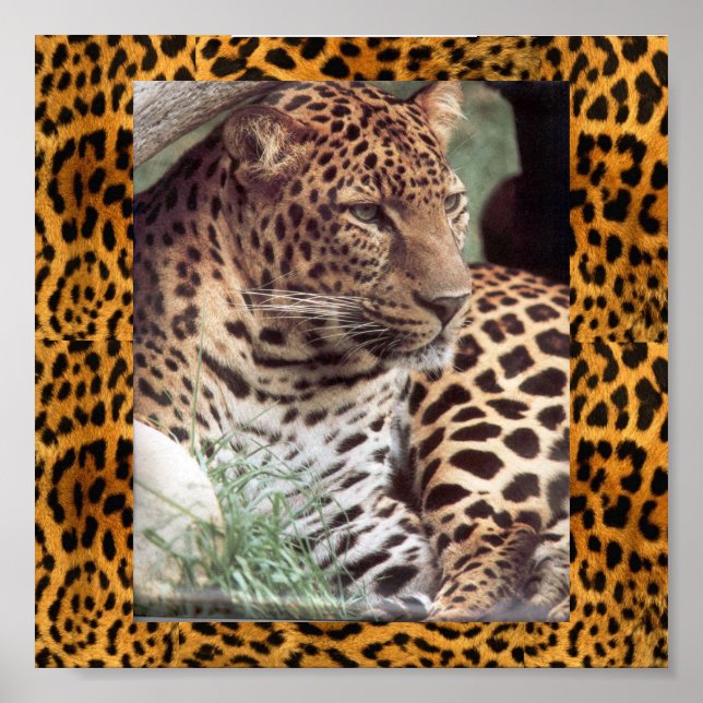 Poster Leopard indien (Devant)