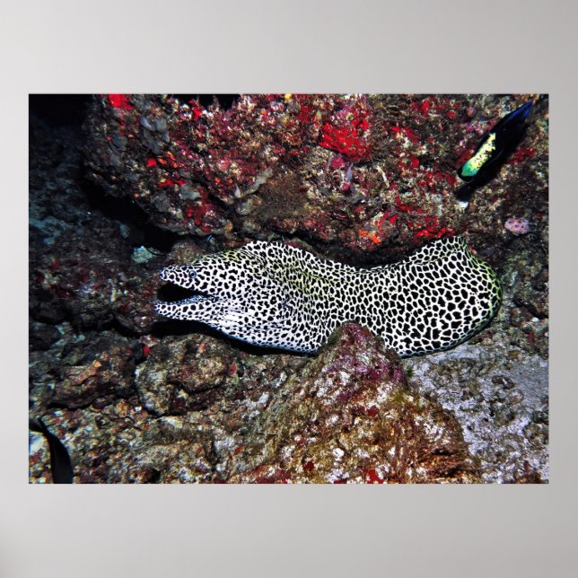 Poster Leopard Moray (Devant)