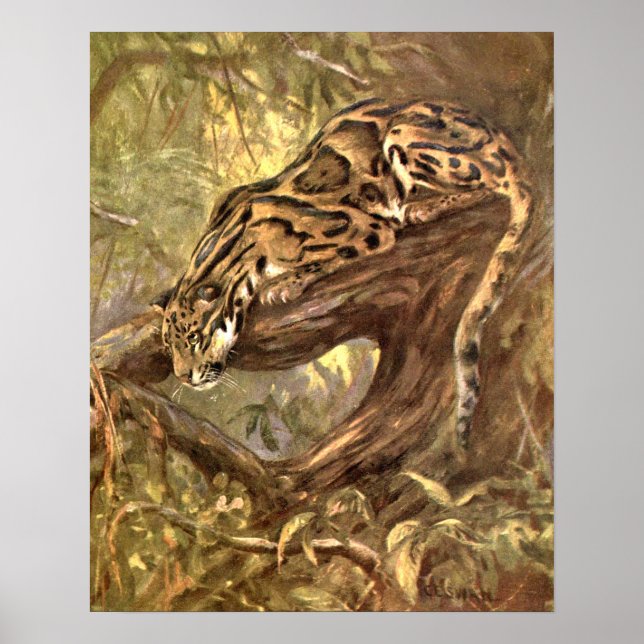 Poster Leopard nuageux par CE Swan, Animaux sauvages Vint (Devant)
