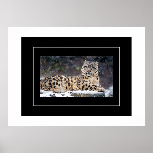 Poster-Leopard Poster (Vorne)