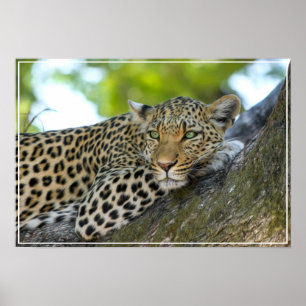 Poster-Leopard Poster